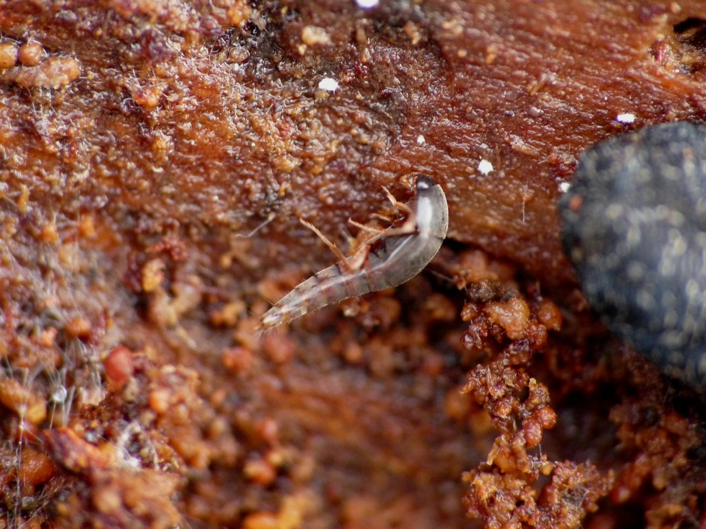 Micro Staphilinidae: Tachyporinae